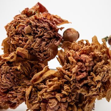 Dusky pink dried peony