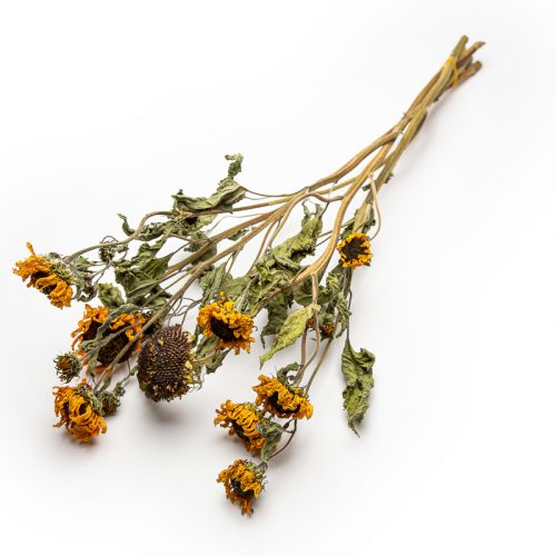 Dried bouquet of marigold flowers with wilted yellow petals and green leaves set against a white background.