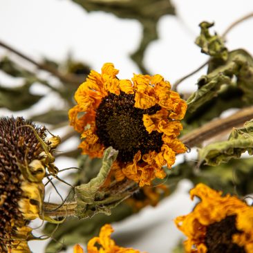 dried sunflowers