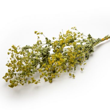 Alchemilla
