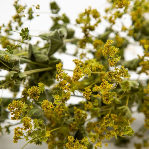 Close-up of dried oregano with small yellow flowers and green leaves on a white backdrop.