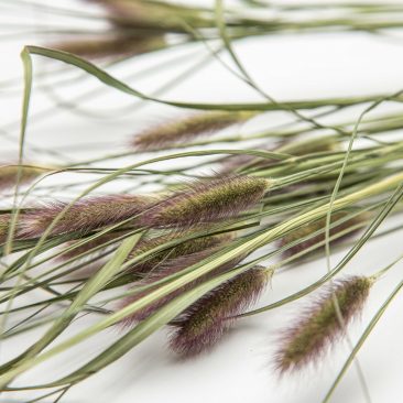 Panicum Red Buttons