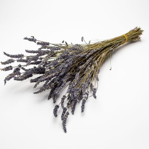 A bunch of dried lavender stalks tied together with an elastic band against a plain white background.