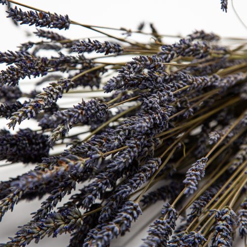 Dried British Lavender