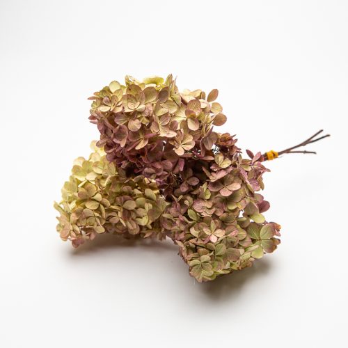A bouquet of dried hydrangea flowers with green and purple hues against a plain white background.
