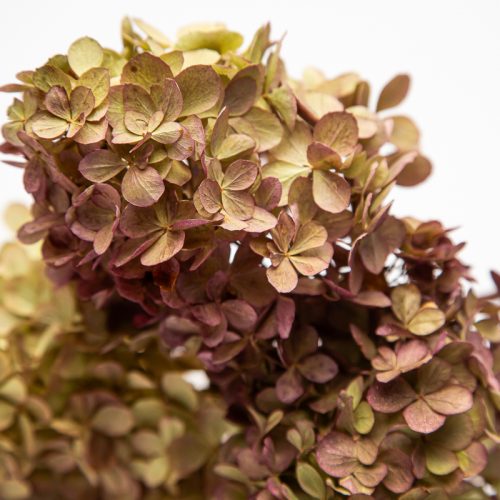 Dried Hydrangea