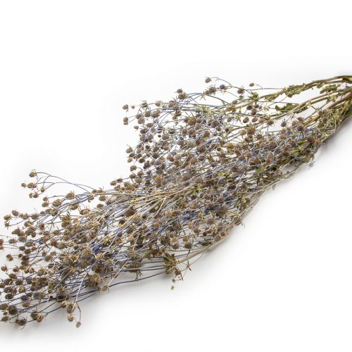 A bundle of dried lavender stems with small purple flowers, arranged in a fan shape, isolated against a white background.
