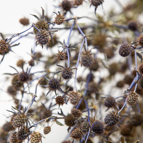 blue thistle like flowers