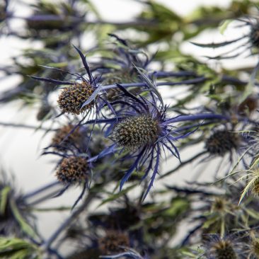 dried flowers home decoration
