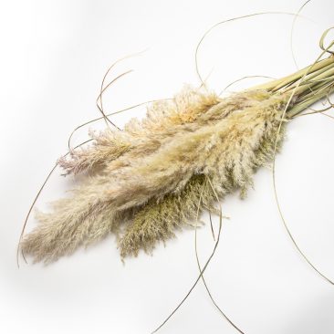 Pampas grass dried
