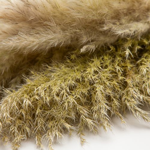 Close-up of dried pampas grass and moss, highlighting their texture and natural beige and green hues.