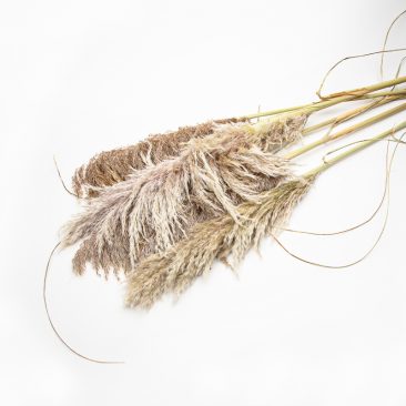 Dried Pampas grass