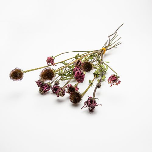 A bouquet of dried flowers with brown seed pods and shrivelled petals against a white background.