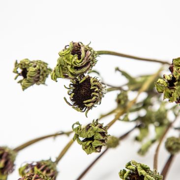 everlasting flowers for the home