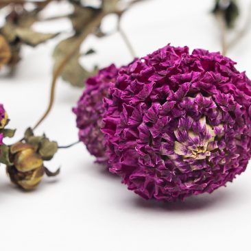 Deep pink dried dahlia