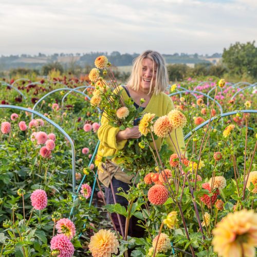 An individual in a yellow sweater picks a dahlia bouquet in a colourful flower field beneath a partly cloudy sky.