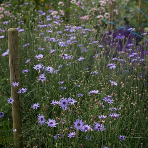 A garden scene from the Farmer-Florist Workshop displays towering wooden stakes, clusters of pale purple daisies amid verdant greenery, and additional pink and white blooms in the background.