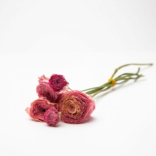 pink Ranunculus