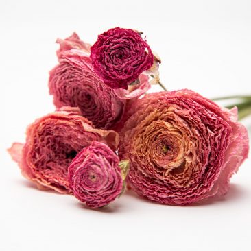 Deep pink dried Ranunculus