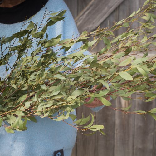 A person in a blue jumper holds a large bundle of Wobbly Willow eucalyptus branches against a wooden background.