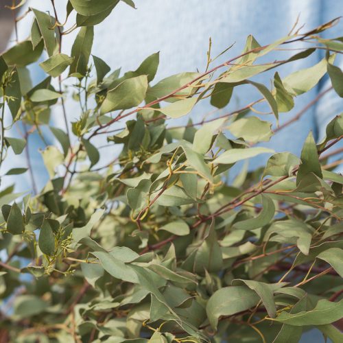 Person holding a large bundle of Wobbly Willow gum tree branches.