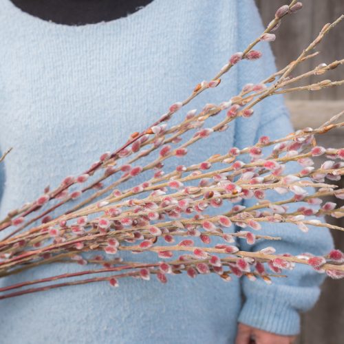 Pink Pussy Willow