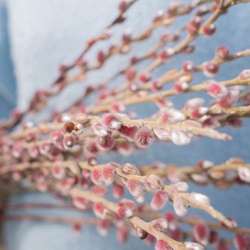 Pink pussy willow