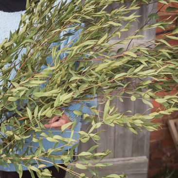 Dried eucalyptus