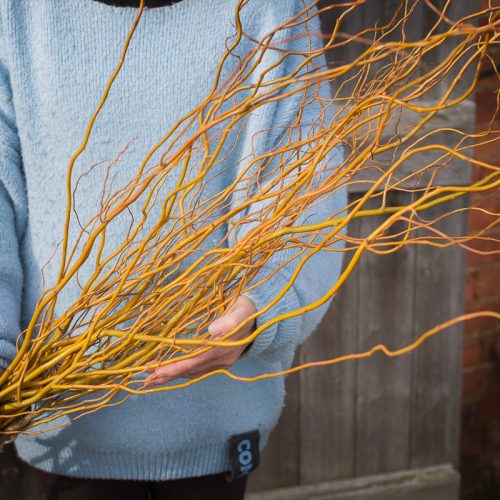 Wobbly Willow - fresh winter flowers