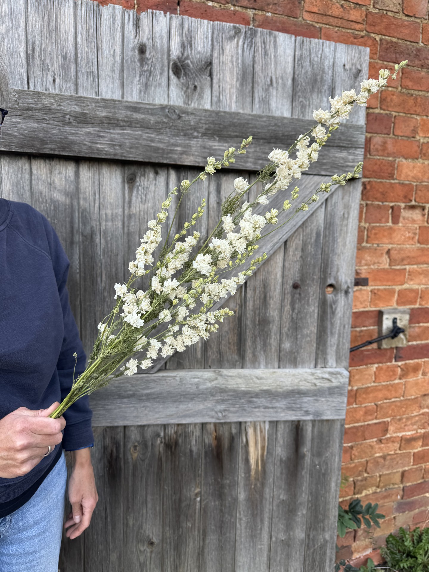 A person in a navy jumper holds a stem of Dried Larkspur Limelight White flowers before a wooden gate and brick wall.