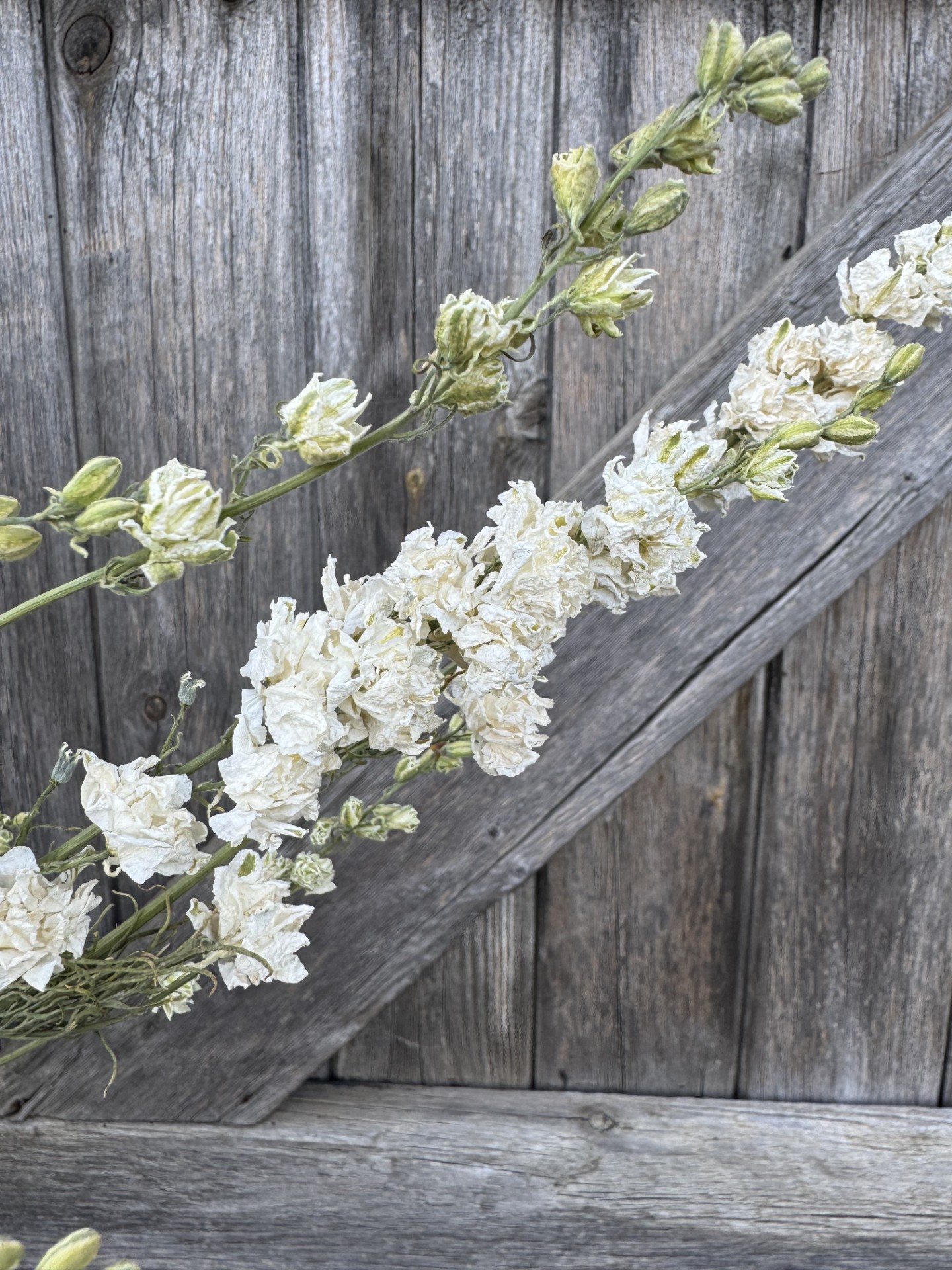 Dried Larkspur Limelight White is laid diagonally on a weathered wooden background, emphasising the wood’s visible grain and texture.